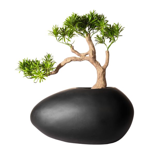 Faux Bonsai in Matte Black